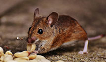 24 Hour & Emergency Exterminators in Nebo, NC